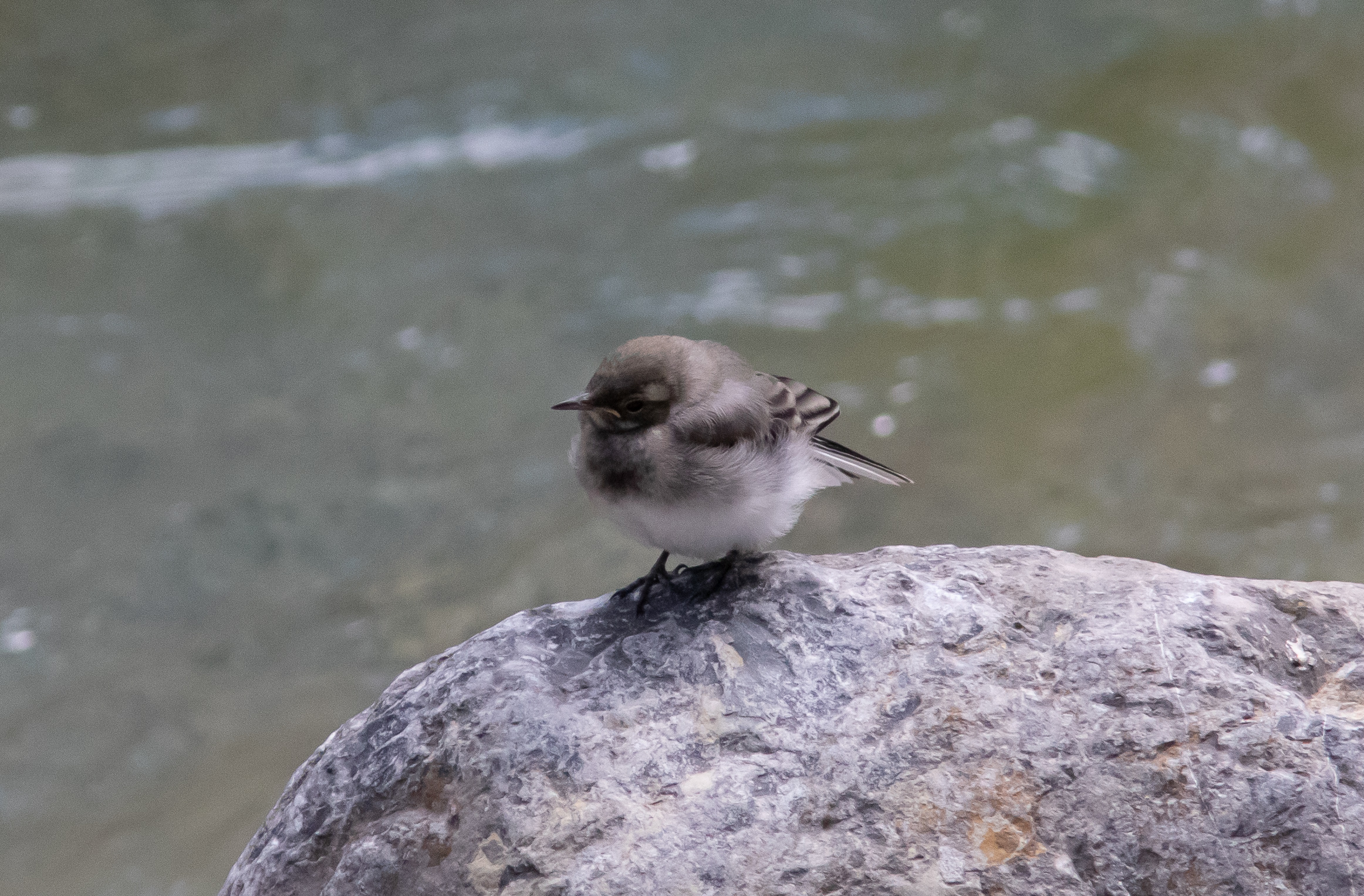 Miniature